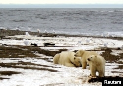 FILE - A polar bear sow and two cubs are seen on the Beaufort Sea coast within the 1002 Area of the Arctic National Wildlife Refuge in this undated handout photo provided by the U.S. Fish and Wildlife Service Alaska Image Library.
