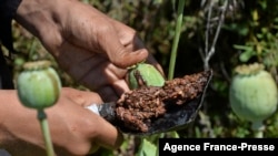 د اپین تولید