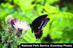 A butterfly in a grassy meadow