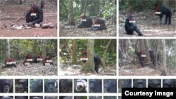The study by Oxford University researchers used facial recognition technology to collect data on chimpanzees in the wild. (Photo credit: Kyoto University, Primate Research Institute)