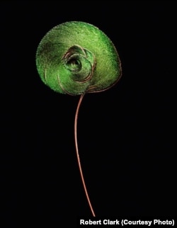 The male bird of paradise from Papua New Guinea uses its coiled tail feather in a complex mating ritual.