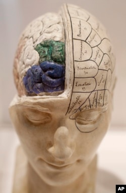 A 19th century model of a head with brain exposed is seen on display at the exhibition 'Brains - The Mind as Matter' at the Wellcome Collection in London, Tuesday, March 27, 2012. (AP Photo/Alastair Grant)