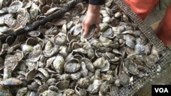Cages filled with oysters are hauled in from by the crew from the Virginia-based Rappahannock Oyster Company. (J. Swicord/VOA)