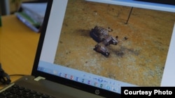 Animal rights activists say the situation has escalated to the point where South African donkeys could be wiped out in two years. (Courtesy - Zaheer Cassim)