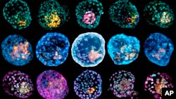 This undated combination of microscope images provided by Monash University in March 2021 shows different embryo-like structures stained to highlight different cell types. (Monash University via AP)