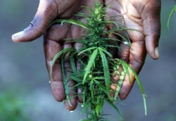 Seorang petani tani merawat tanaman ganja miliknya di daerah Hhohho utara negara itu di Swaziland. (Foto: Reuters)