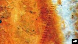 A vein of the fossilized katydid wing shows a row of teeth for song-making. About 72mm across, the wing is larger than a modern katydid's.