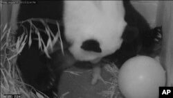 In this image from video provided by the Smithsonian National Zoo, Mei Xiang gives birth to a cub two hours after her water broke, Aug. 23, 2013, at the National Zoo in Washington. 