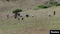 North Koreans farm in the field, along the Yalu River, in Sakchu county, North Phyongan Province, North Korea, June 20, 2015.