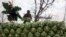 A farm worker stacks cauliflower harvested on a farm on a truck outside Peshawar, Pakistan January 29, 2018. 