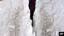 动植物化石可解释人类活动