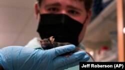A research assistant holds up a mouse for Jake Litvag to see. The 16-year-old visited the lab at Washington University in St. Louis. Doctors there are using the mice and Jake’s genes to study a rare form of autism, December 15, 2021. (AP Photo/Jeff Roberson)