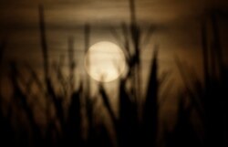 FILE - The sun sets in Cuggiono near Milan, Italy, July 25, 2019. A new U.N. report on warming and land use says climate change is hitting us where it counts: the stomach.