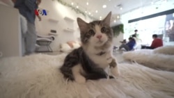 "Kitten Lounge" Tawarkan Solusi Overpopulasi Kucing