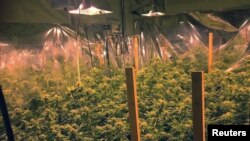 Tanaman ganja yang ditanam secara ilegal di sebuah rumah di McKinleyville, California, 28 Agustus 2016. (Foto:Dok)