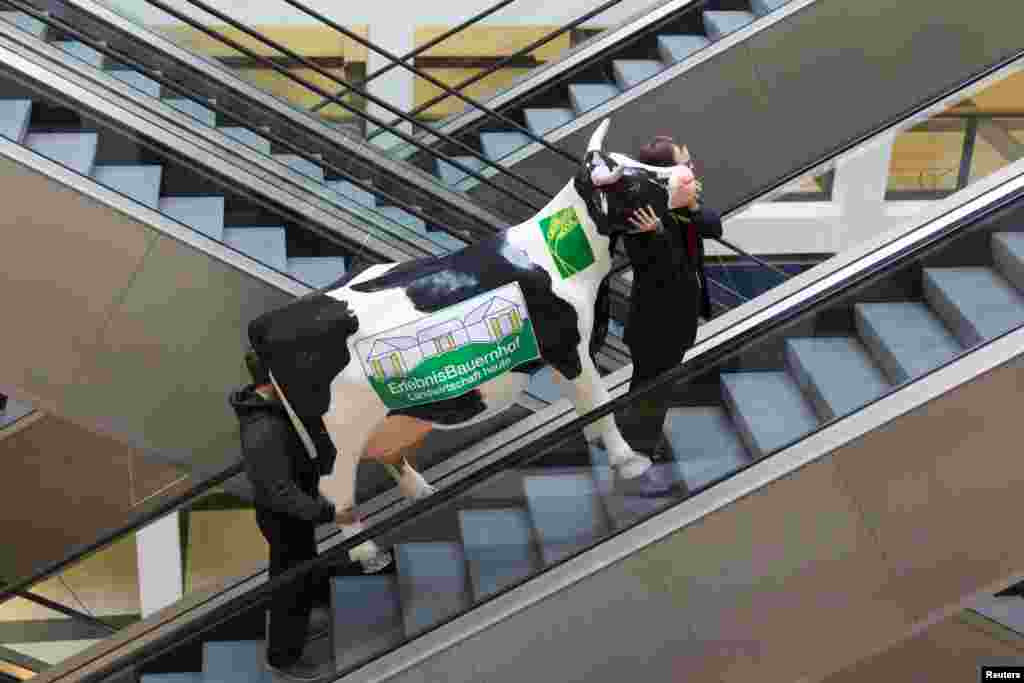 Men carry a fake cow while riding an escalator during preparations for the Green Week international food, agriculture and horticulture fair in Berlin, Germany.