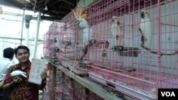 Pemilik penangkaran burung langka di Solo memegang sertifikat resmi di tengah kandang-kandang berisi kakatua. (Foto: Dok)