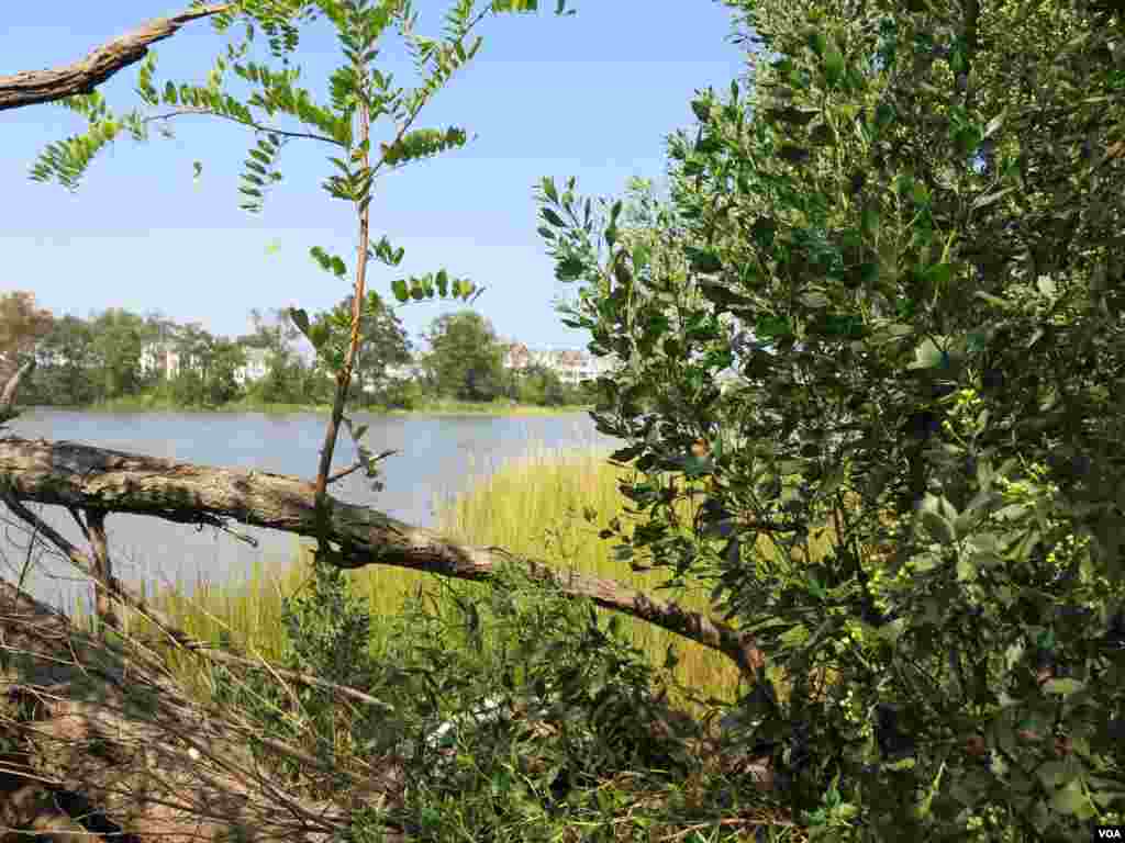 In some residential neighborhoods the city is promoting wetland regrowth to absorb some of the flooding waters. (Rosanne Skirble/VOA) 