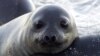 Climate Changes Put Freeze on Elephant Seal Births