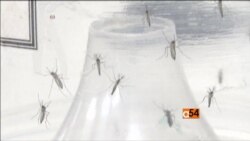 WHO Advice for Pregnant Women