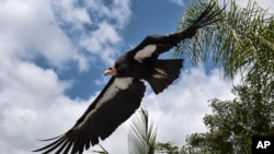 FILE - A California condor named Hope takes to flight at the Condor habitat at the Los Angeles Zoo, Tuesday, May 2, 2023.