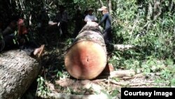 បណ្តាញ​សហគមន៍​ព្រៃឡង់ ដើម្បី​ការ​ការពារសម្បត្តិធម្មជាតិ​របស់​កម្ពុជា។ (រូប​ថត​ផ្តល់​ឲ្យ​ដោយ​បណ្តាញ​សហគមន៍​ព្រៃឡង់)