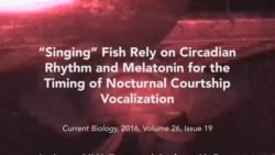 A Fish That “Sings” Love Songs?