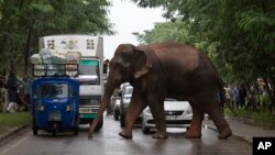FILE - Commuters stop their vehicles and watch a wild male elephant, who got separated from his herd, cross a highway on the outskirts of Gauhati, India. In Southwestern India, villagers are using honey bees to keep wild elephants away from crops.