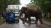 Gajah Serang Permukiman di India, 5 Orang Tewas