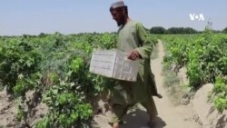 په کندهار کې سږکال د انګورو بڼوال او سوداګر له زیانونو سره مخ دي