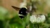 ‘Citizen Scientists’ Seek Solutions to Bumblebee’s Problems