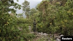 A park ranger tracks mountain gorillas in Virunga National Park in the Democratic Republic of Congo on August 19, 2010.