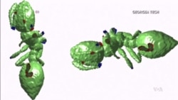 การศึกษาเรื่องมดเพื่อตอบคำถามบางอย่างที่นักวิทยาศาสตร์สงสัย