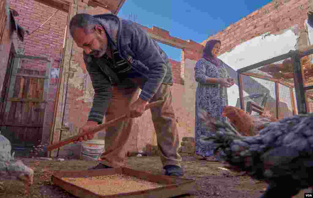 Hamdino Elsharkawy has been breeding a unique strain of poultry known as Indian fighters for 40 years. His wife, Omu Karim, began helping him after they were married 24 years ago. (H. Elrasam/VOA) 