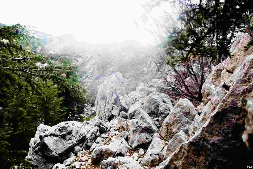 In the craggy, inaccessible heights of what is now the Shouf Cedar Nature Reserve, cedars have survived through the centuries, largely out of reach of man. (V. Undritz for VOA)