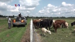 Warung VOA "Pertanian di Amerika" (4)