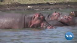 Africa’s Lakes and Rivers Thrive on Hippo Dung