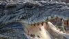 Nile crocodiles, like this one photographed in Nairobi, are turning up in Florida. 