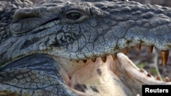 Nile crocodiles, like this one photographed in Nairobi, are turning up in Florida. 