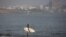 A surfer surveys the waves off Dakar, Senegal. (Annika Hammerschlag/VOA)