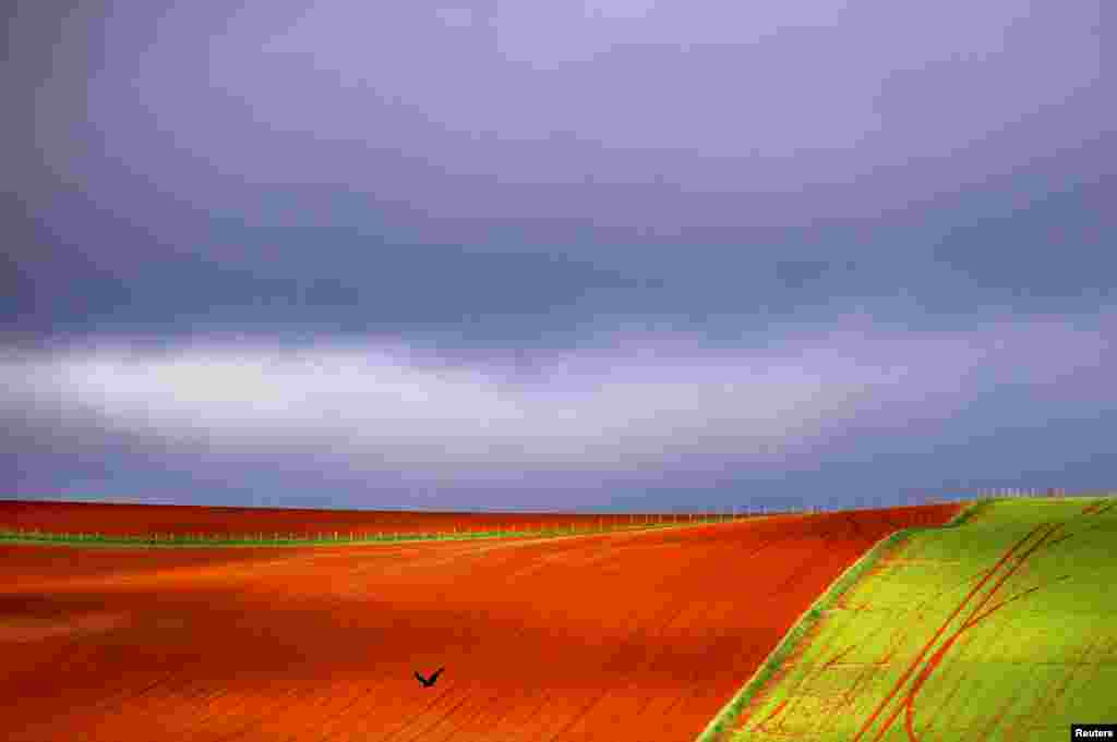 Seekor burung terbang di atas lahan pertanian yang sudah dibajak di Launceston, ibukota Tasmania, Australia.