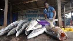 Les répercussions des sanctions européennes sur la pêche au Cameroun 