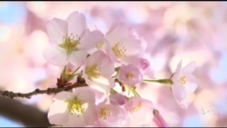 รวมบรรยากาศซากุระบานที่กรุงวอชิงตัน Cherry Blossoms 2014