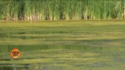 کائی سے ایندھن اور خوراک بنانے کی کوششیں