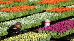 Quiz - Do Not Hurry to ‘Spring Clean’ Garden