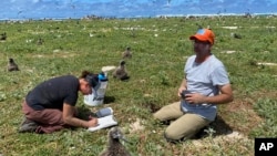 This photo shows workers relocating a Tristram’s storm petrel in Hawaii on March 29, 2022. (L. Young/Pacific Rim Conservation via AP)