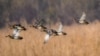 Migratory birds taking a flight towards a wetland known as the ‘Queen Wetland of Kashmir’— Hokersar in Srinagar. (Reyan Sofi/VOA)