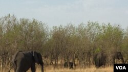 An elephant herd browses inside the Chobe National Park, northern Botswana. (Mqondisi Dube/VOA)
