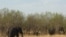 An elephant herd browses inside the Chobe National Park, northern Botswana. (Mqondisi Dube/VOA)
