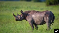 Botswana wildlife authorities say poaching is under control, despite reports the country's rhinoceros population is on the verge of extinction.